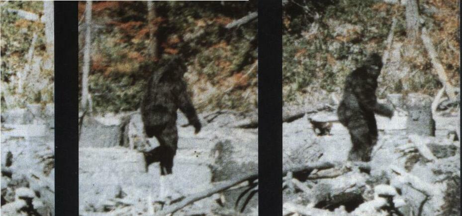 Кадры, с кинопленки Роджера Паттерсона, на которой заснято неуклюже двигающееся животное, встреченное им. в северной части Калифорнии.